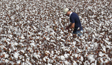 Com foco na produtividade Fundação Mato Grosso realiza dia de campo de algodão Com foco na produtividade Fundação Mato Grosso realiza dia de campo de algodão