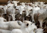Ministério da Agricultura reforça abastecimento de vacinas para pecuária Ministério da Agricultura reforça abastecimento de vacinas para pecuária